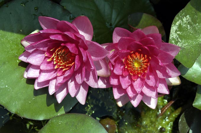 fiori 1