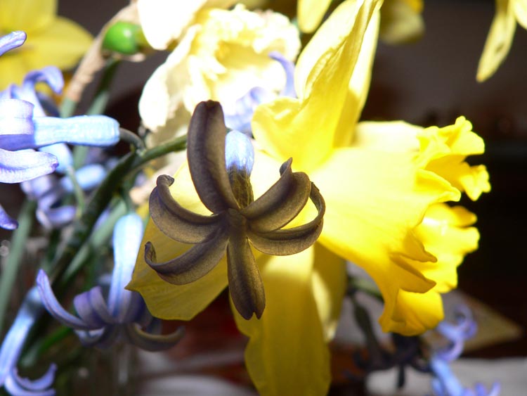 fiore