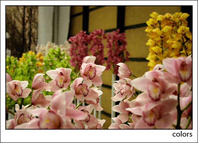 Flowers colors