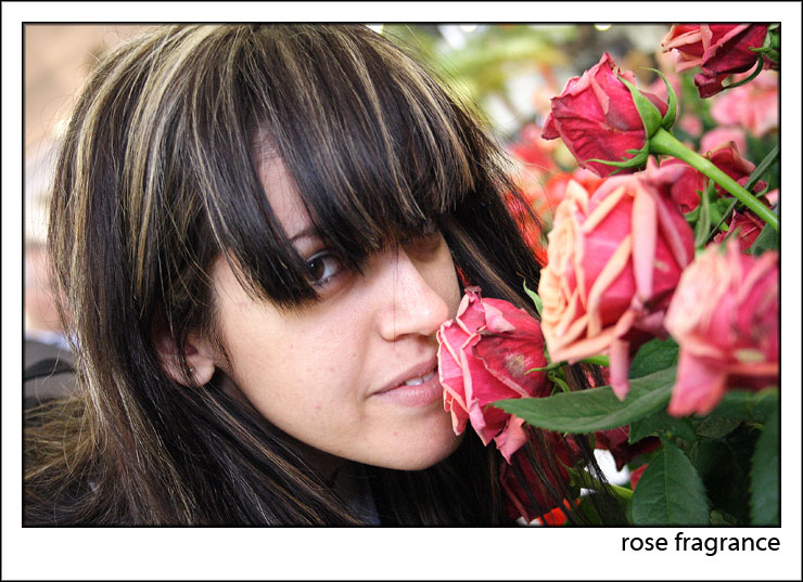 Rose fragrance
