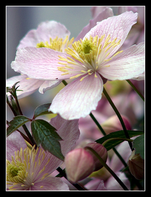 Fiore rosa