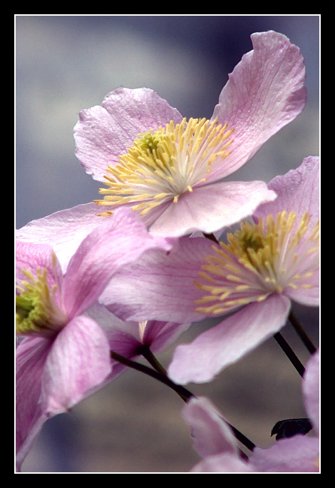 Fiore rosa 2