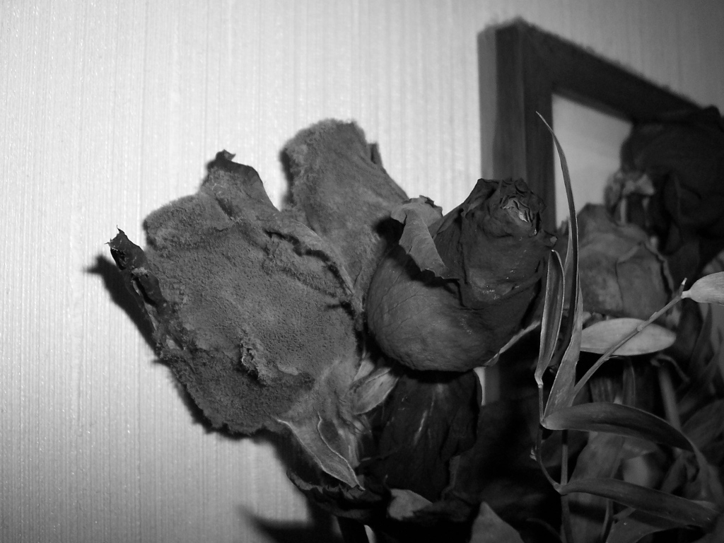 Rose...abbandonate