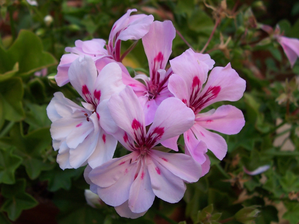 Fiore