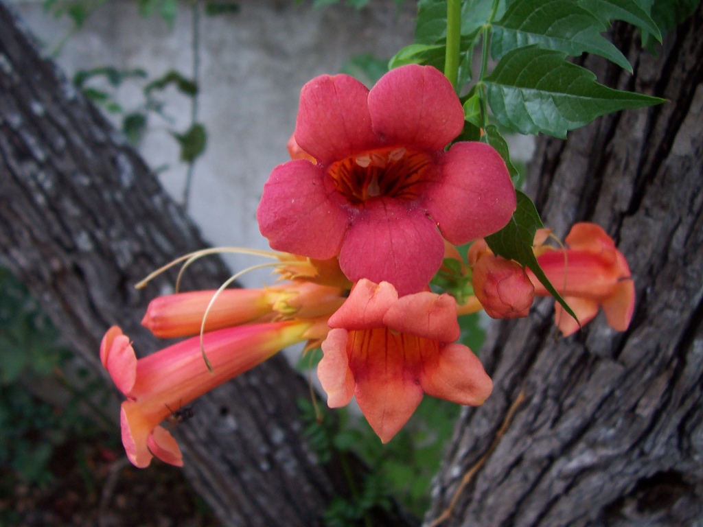Fiore