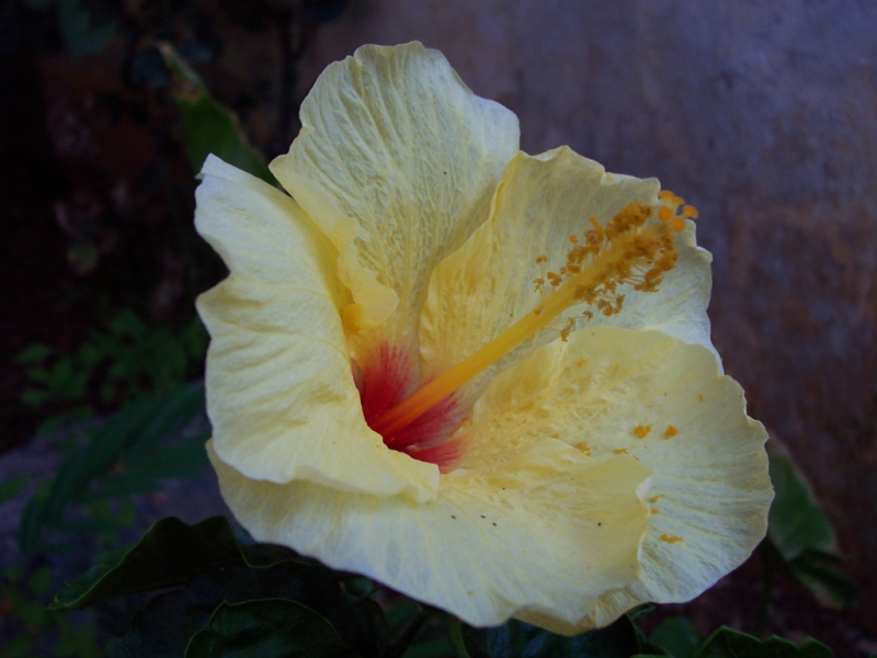 Fiore