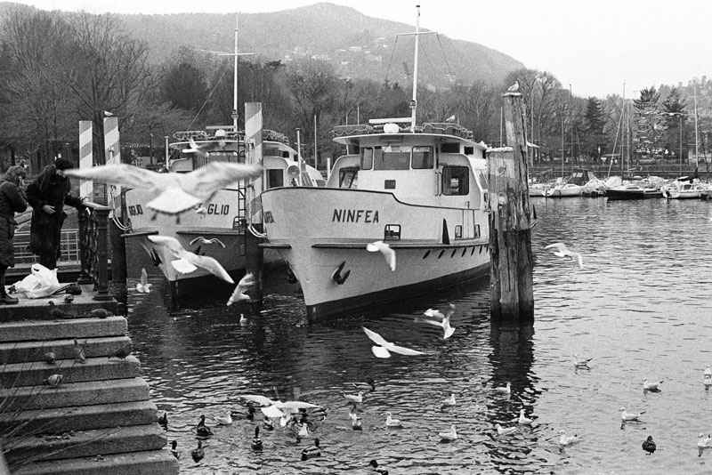 Gabbiani del Lario
