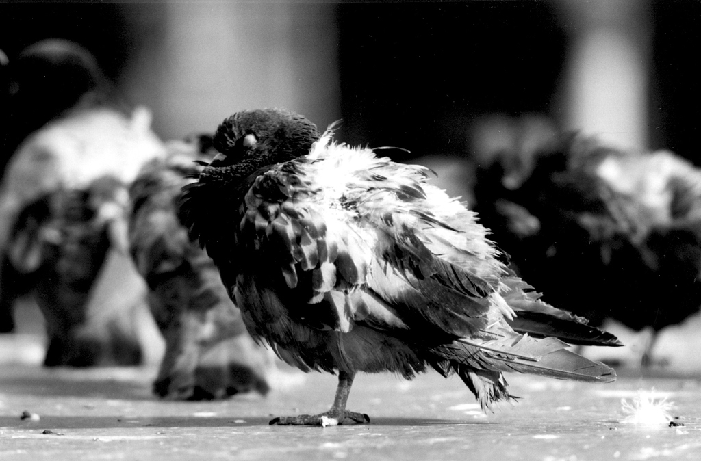 Solitario