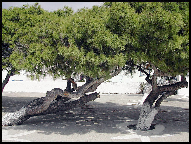Alberi storti dal vento