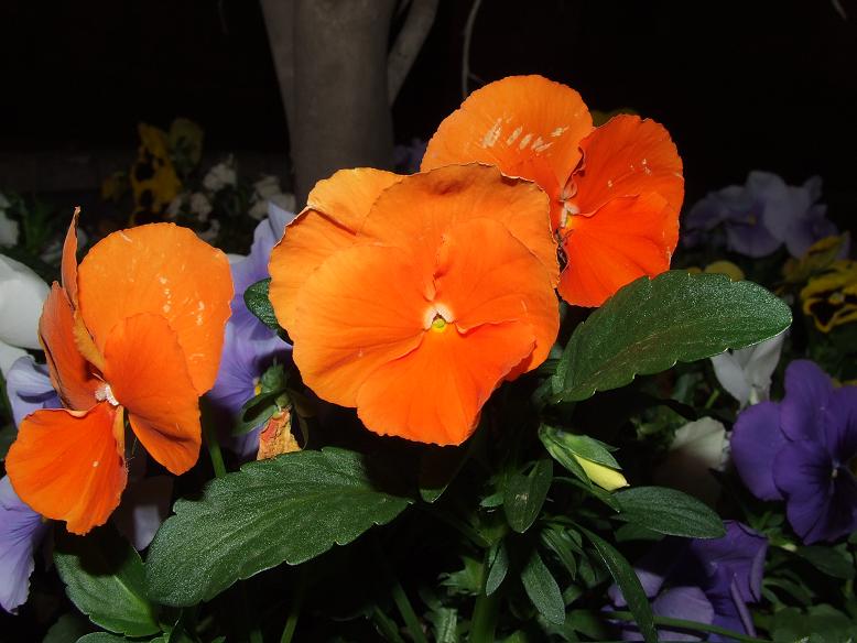 Fiori a Pinerolo