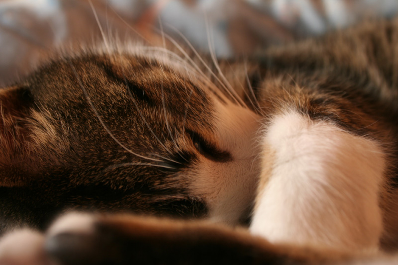 Cat (1)