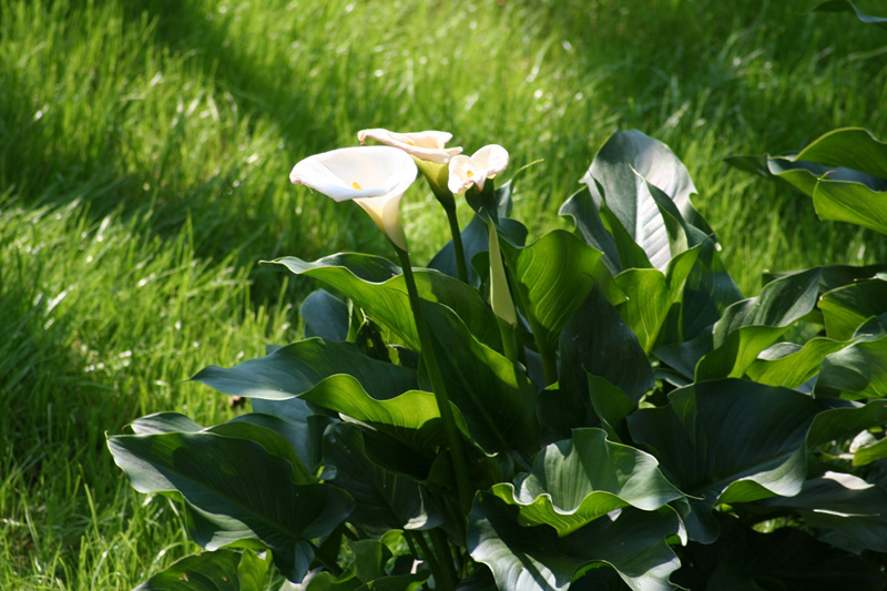 Giardino (1)