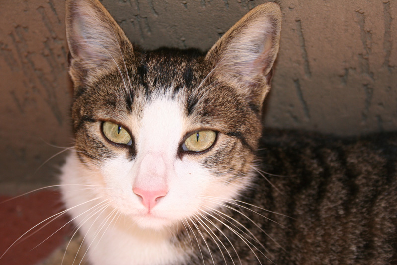 Cat (2)
