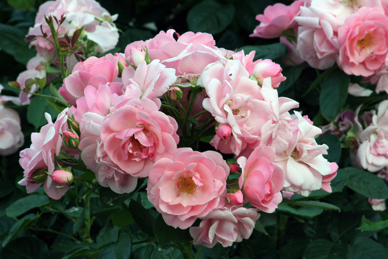 Giardino (2)