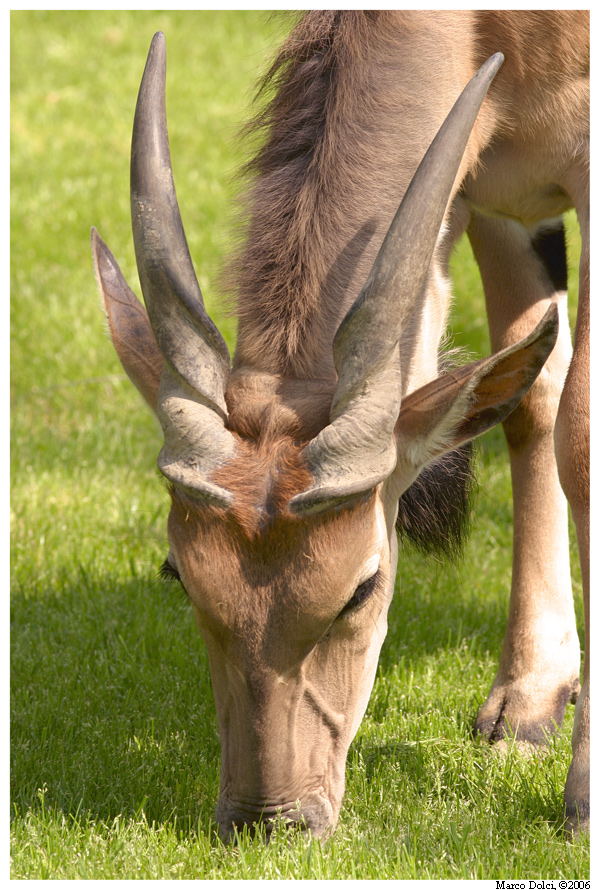 antilope alcina