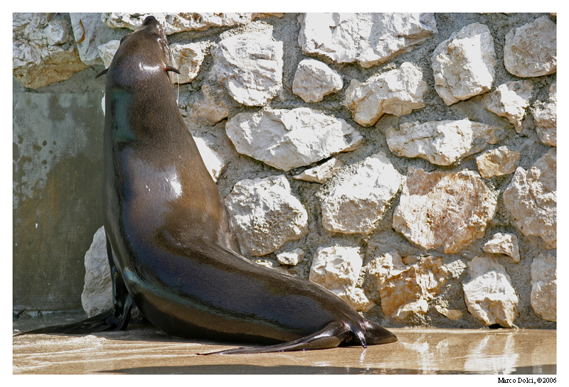 arctocefalo_del_sudafrica
