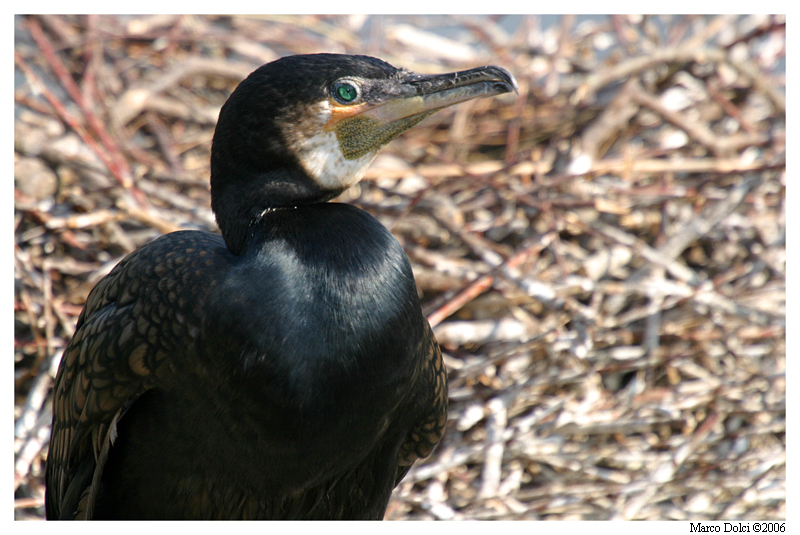 cormorano 2