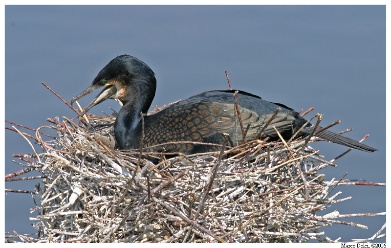 cormorano 3
