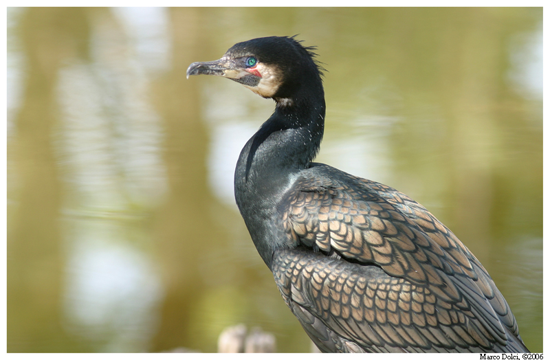 cormorano 4
