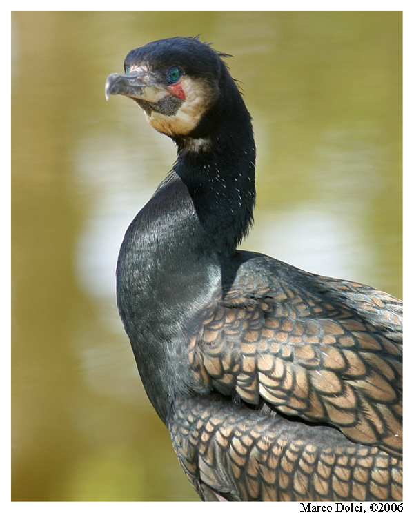 cormorano 5