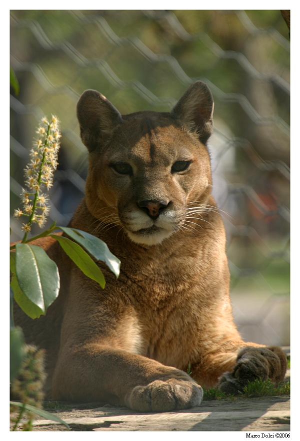 puma