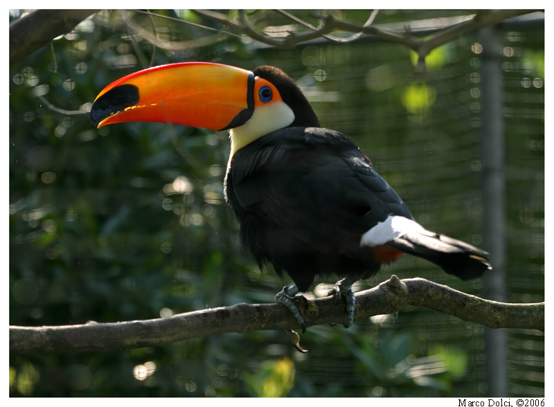 tucano