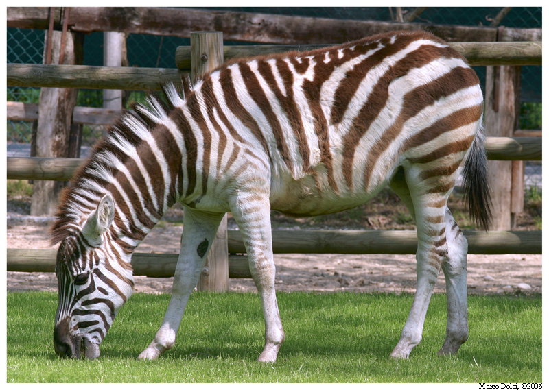 zebra di grant
