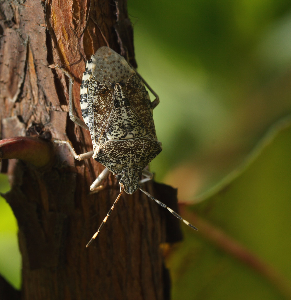 cimice