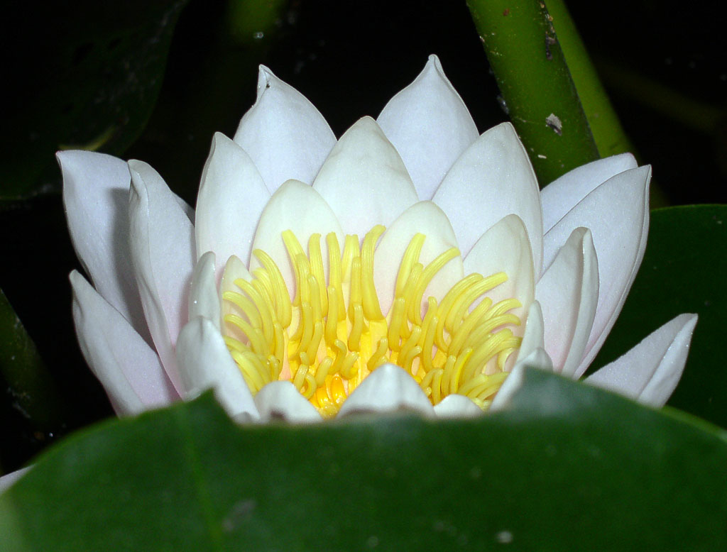 Fiore di ninfea