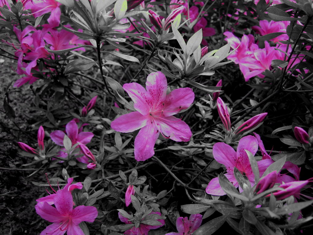 Fiori Rosa