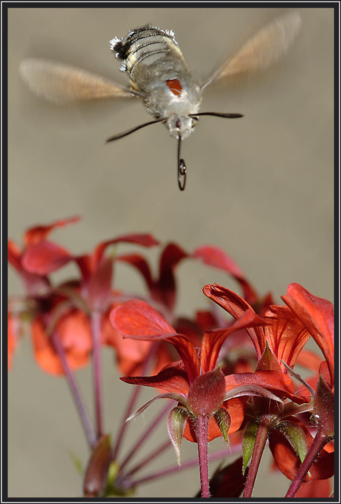 Macroglossum Stellatarum