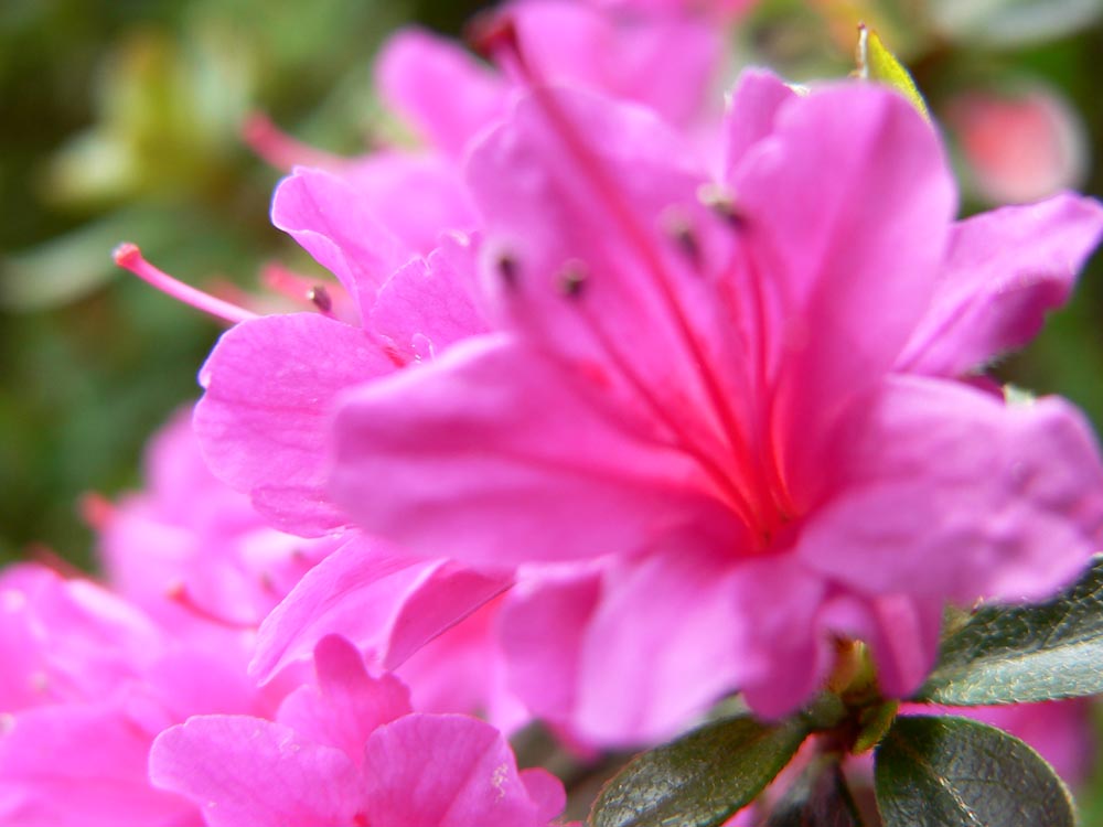 fiore