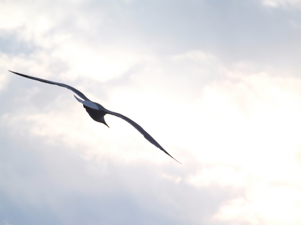 Volo