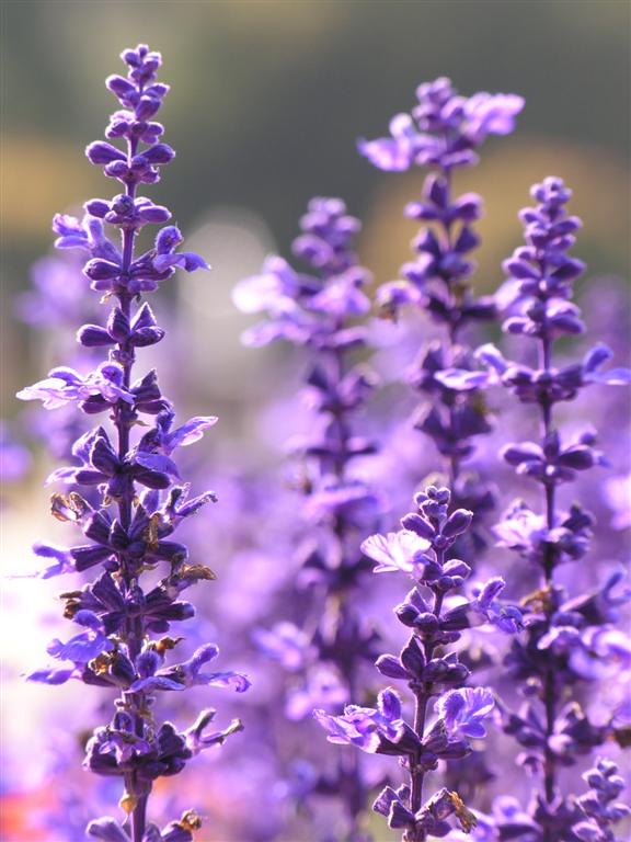 Fiori