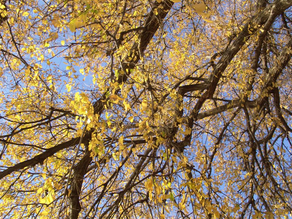 Arriva l'Autunno