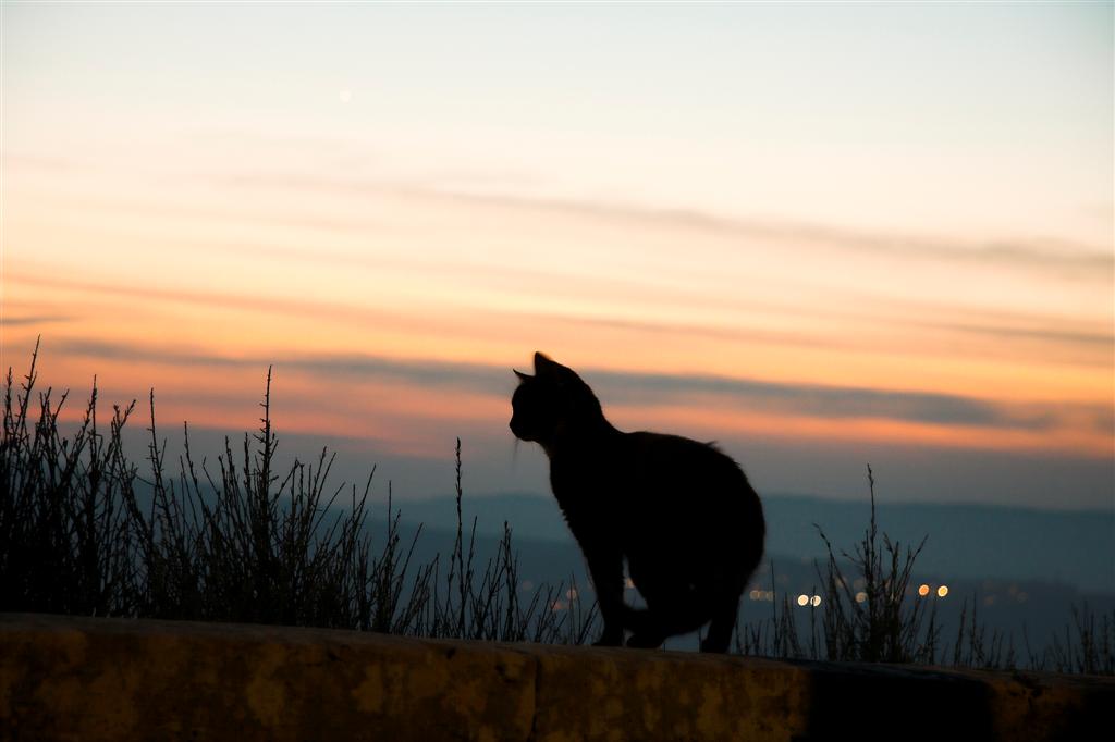 Tramonto e gatto a Pienza