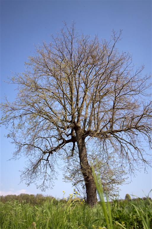 Albero 2