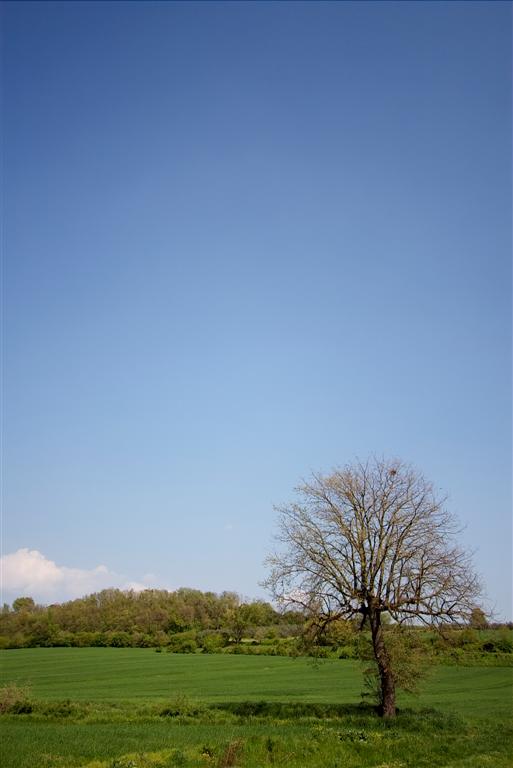 Albero