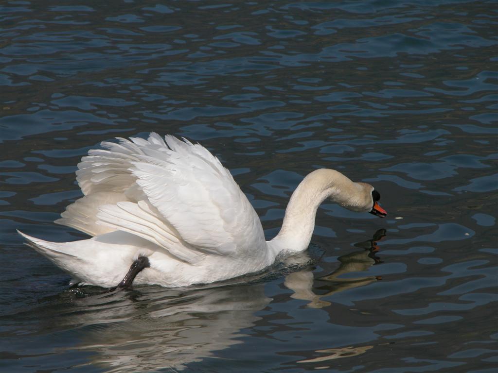 Cigno