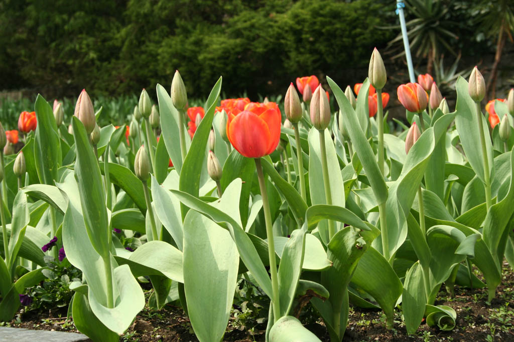 TULIPANI ROSSI