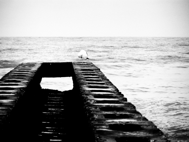 Gabbiano sul pontile