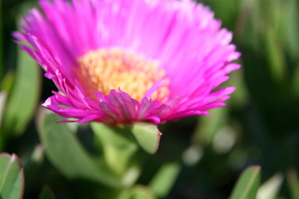 MACRO1