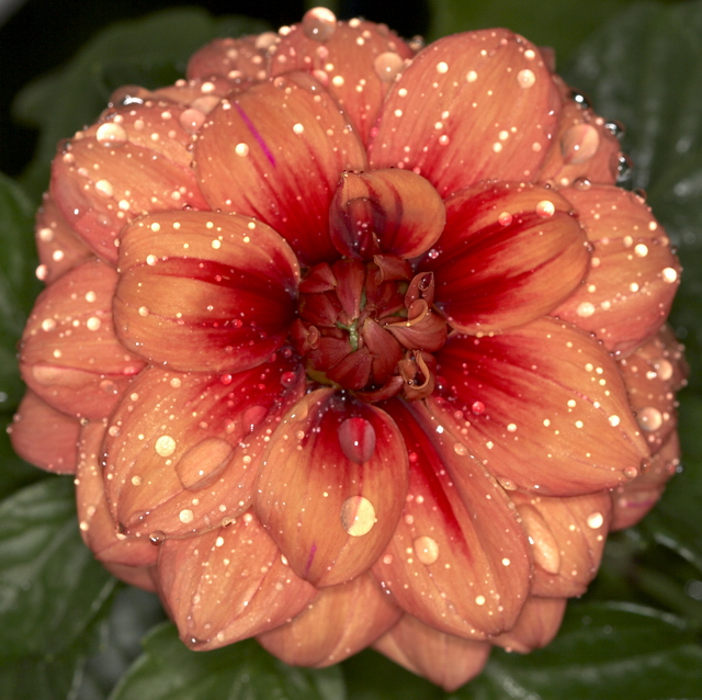 Dalia