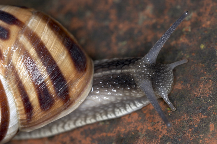 Lumaca
