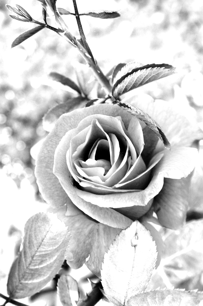 Rosa