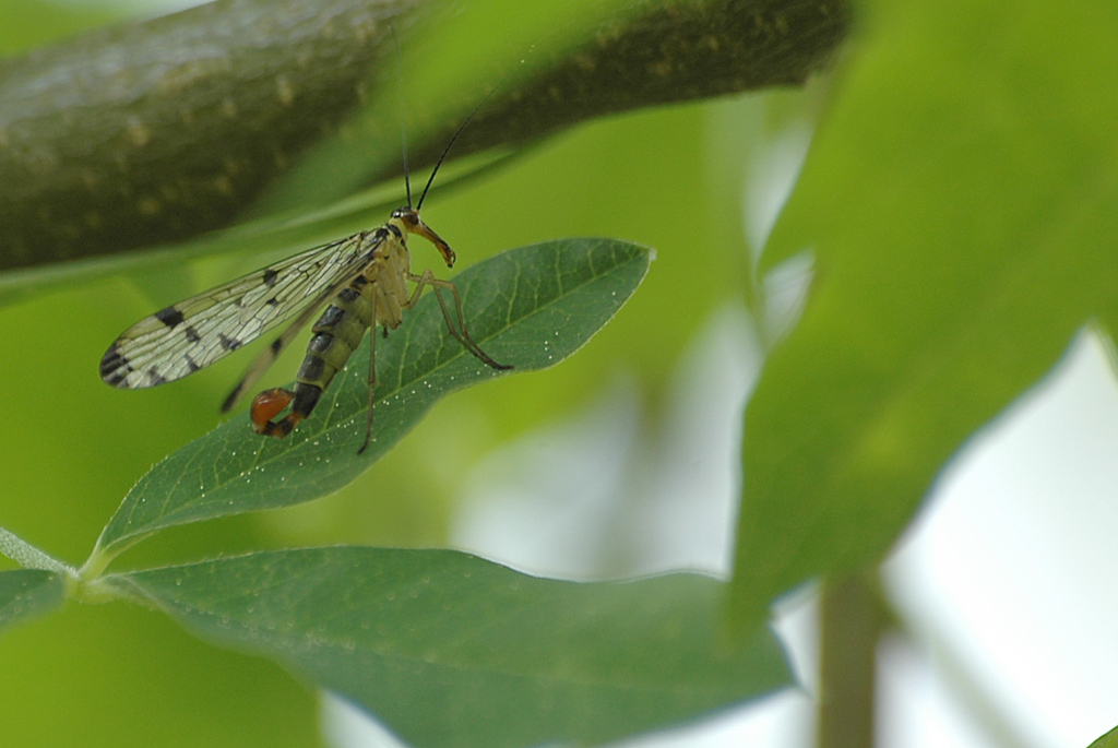 mosca scorpione