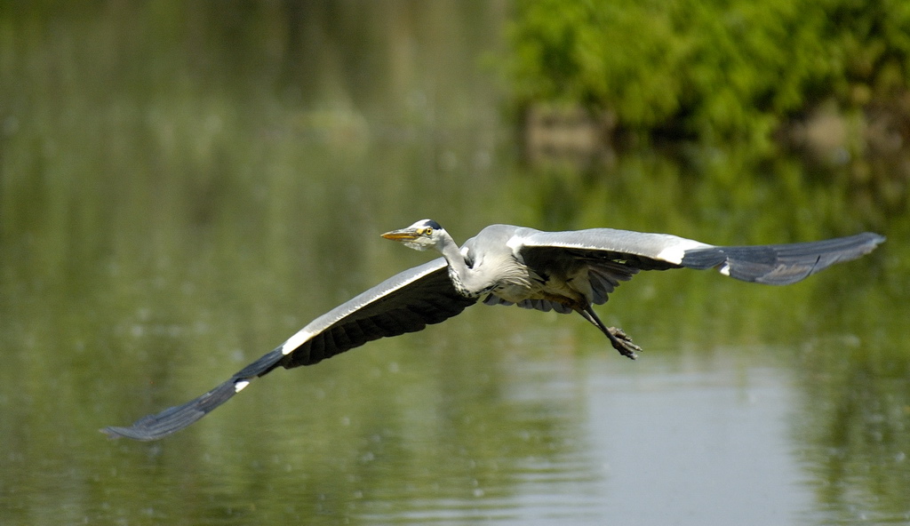 Un volo a planareeee