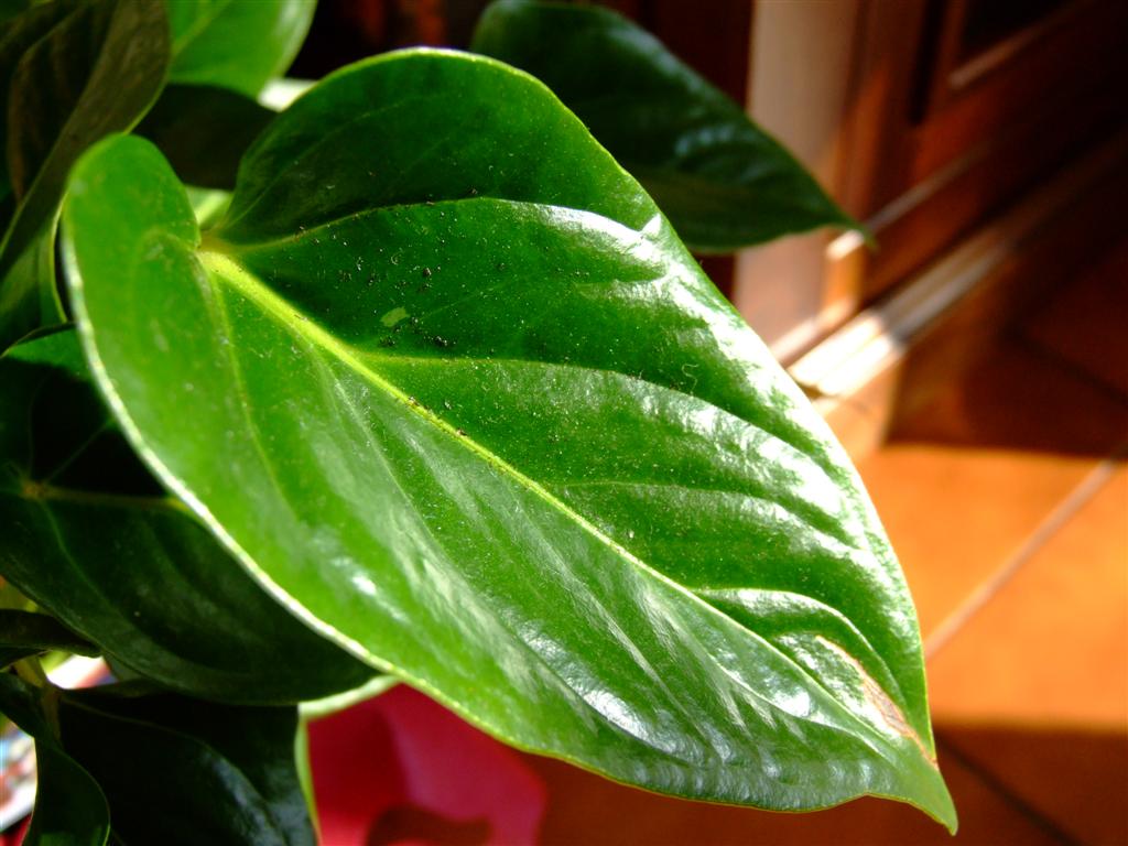Prova macro