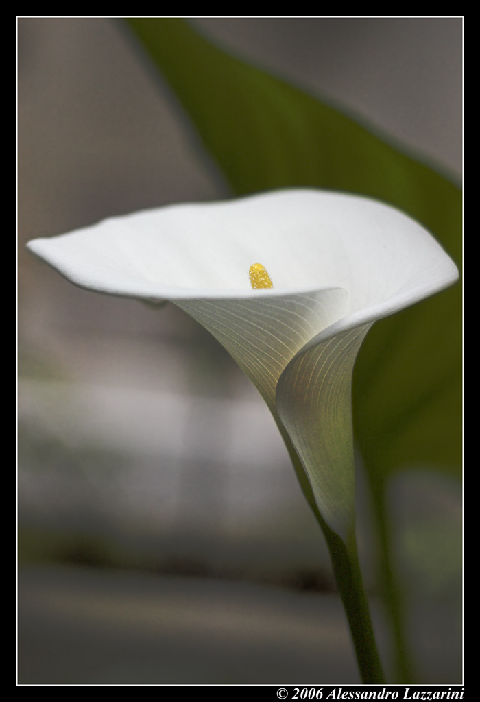 Calla