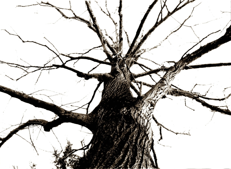 Albero